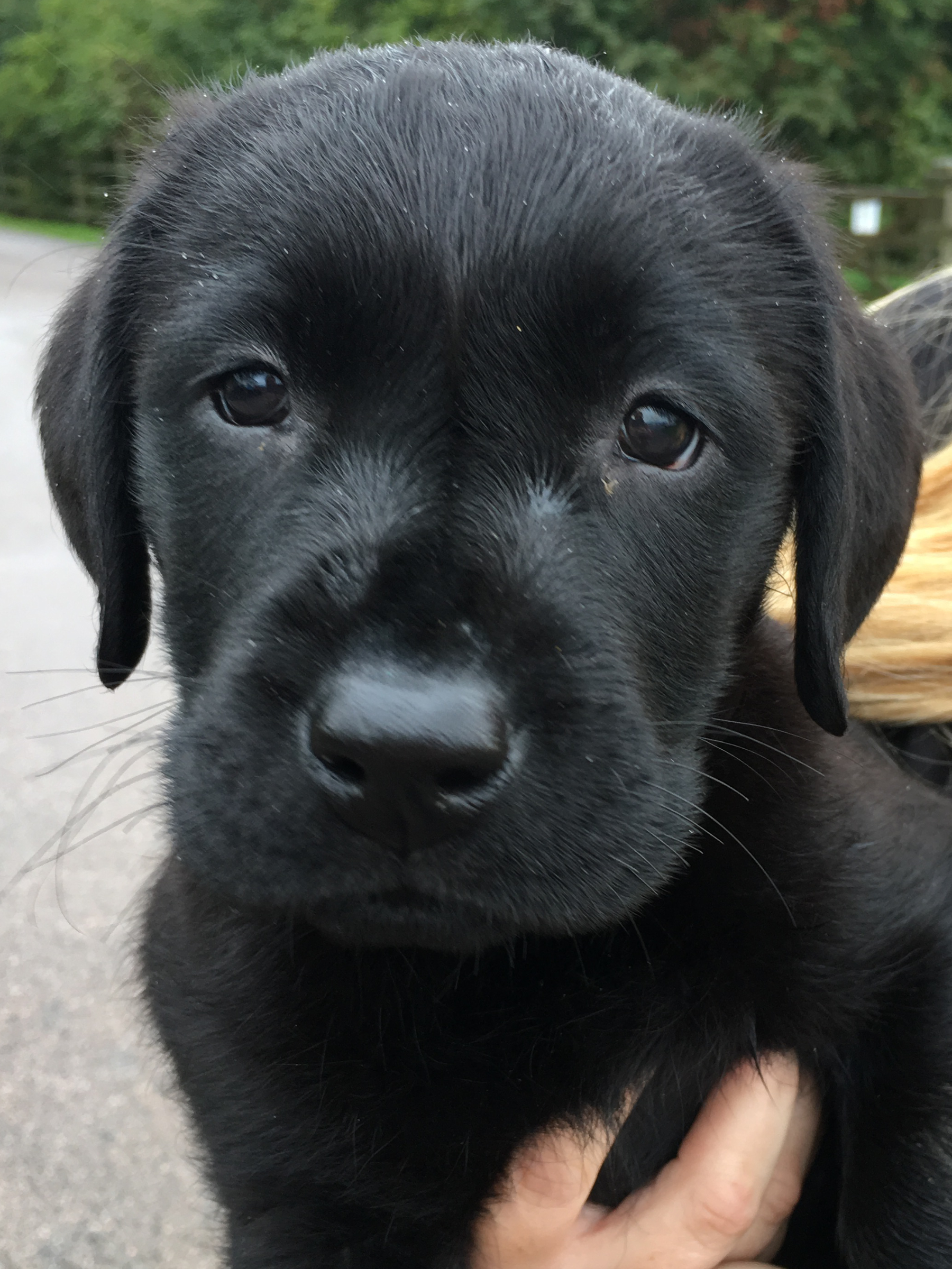 QUAVER Medical Detection Dog OCT 2019 1.jpg